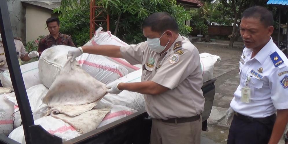 87+ Gambar Babi Hutan Celeng Kekinian 87+ Gambar Babi Hutan Celeng Kekinian